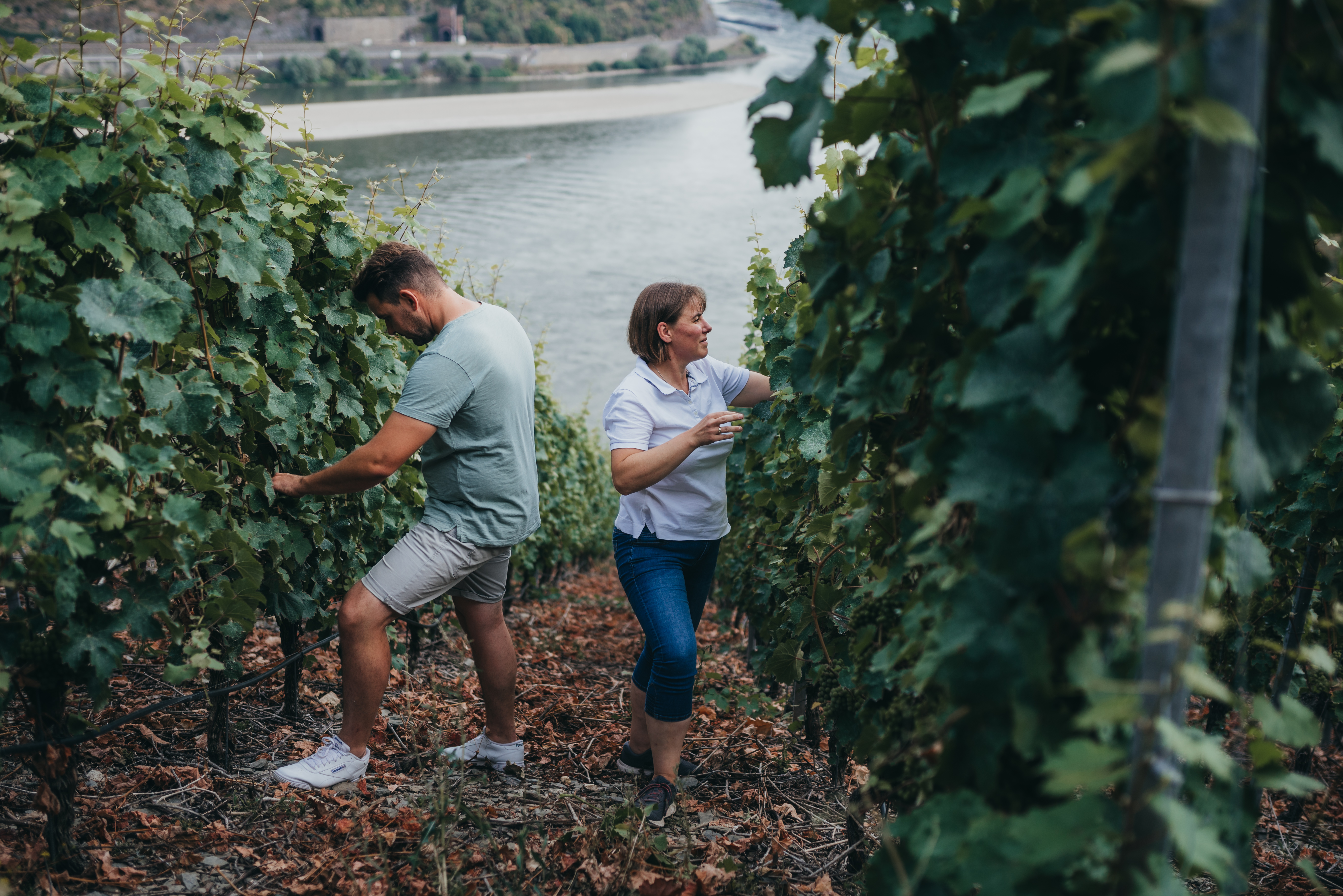 Weingut Goswin Lambrich Wein Ernte